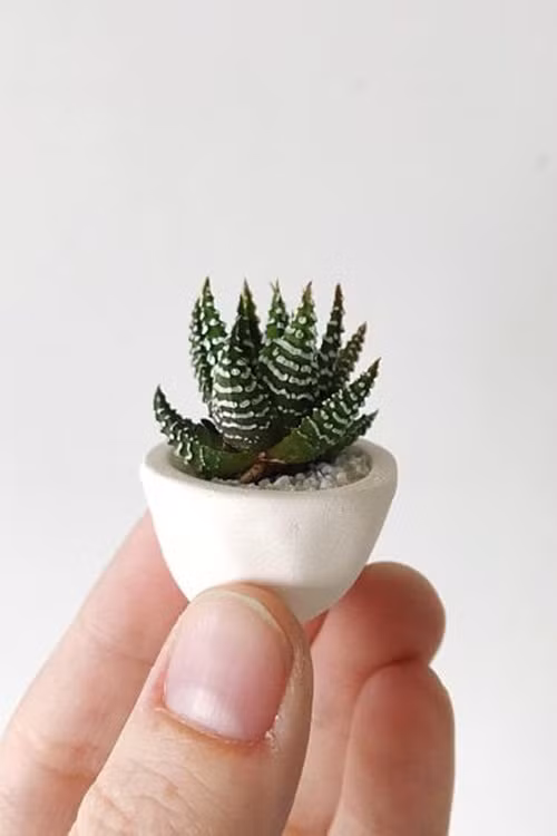 Nếu thích một cây xương rồng mọng nước và có vẻ ướt át thì đây sẽ là lựa chọn dành cho bạn. Loại cây này có thể tìm được ở một số cửa hàng.