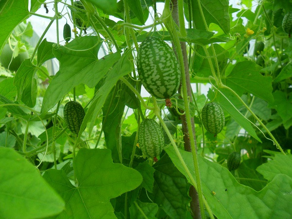 Ngoài ra, dưa hấu chuột cũng phát triển tốt trong nhà miễn là có đủ ánh sáng và nhiệt độ. Vì vậy, có thể trồng ở bên cạnh một cửa sổ lớn để mang lại vẻ xanh mát cho phòng khách. Ảnh: Hatgionghoa.