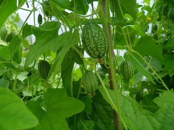 Ngoài ra, dưa hấu chuột cũng phát triển tốt trong nhà miễn là có đủ ánh sáng và nhiệt độ. Vì vậy, có thể trồng ở bên cạnh một cửa sổ lớn để mang lại vẻ xanh mát cho phòng khách. Ảnh: Hatgionghoa.