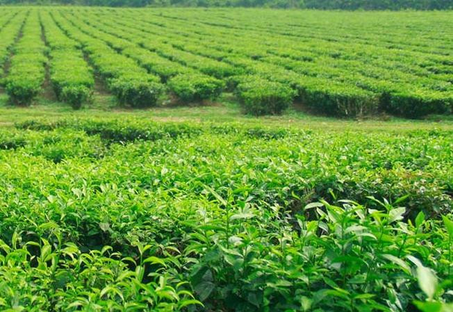 Cất công mày mò, học tập qua sách báo, trong năm 2016, thu nhập từ chè của gia đình Tới đạt gần 150 triệu đồng. Ảnh: Vntrip.