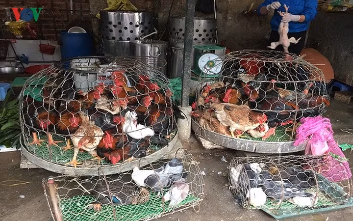 Giá gà trống cũng tăng so với ngày thường. Chị Nguyễn Thị Tươi, bán gà tại chợ Vĩnh Tuy (quận Hai Bà Trưng, Hà Nội) cho biết "Nhu cầu gà lễ tăng cao nên giá cũng tăng. Phải hết tháng Giêng thì giá gà mới lại hạ, vì trong tháng Giêng, nhu cầu mua gà đi lễ vẫn cao"