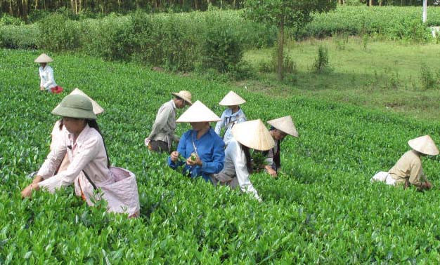 Trung bình mỗi năm người trồng chè trong thôn Làng Bát có thu nhập từ 80 đến 100 triệu đồng/năm. Ảnh: Hamyen.