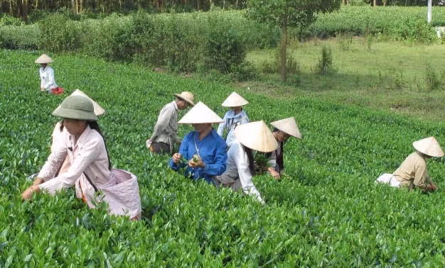 Trung bình mỗi năm người trồng chè trong thôn Làng Bát có thu nhập từ 80 đến 100 triệu đồng/năm. Ảnh: Hamyen.