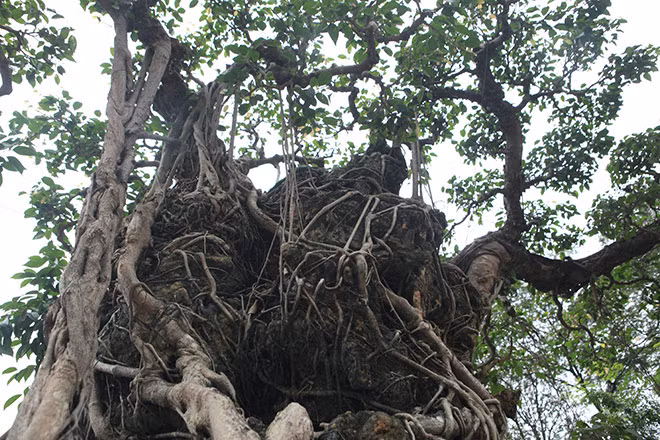 Dấu tích này cho thấy, rất có thể ban đầu đây là một cây sanh được dùng để ký vào hòn non bộ. Lâu ngày phần rễ đã phát triển dần và đến ngày nay gần như đã "nuốt trọn" hòn non bộ, thành cây sanh ôm đá nghệ thuật rất độc đáo.