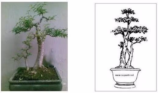 Bonsai thế phụ tử thường có dáng trực, khoẻ khoắn. Ảnh: Caytrongvatnuoi.