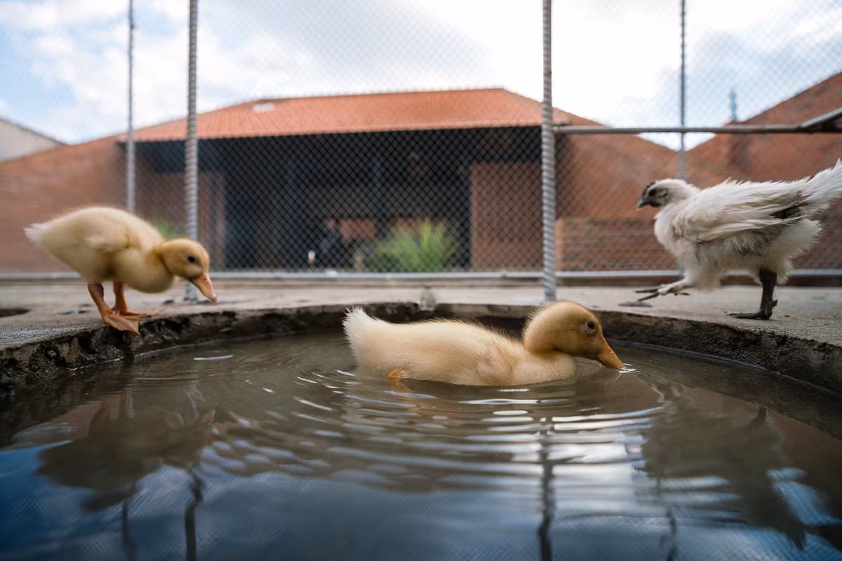 Hồ nước nhỏ cho lũ vịt bơi.