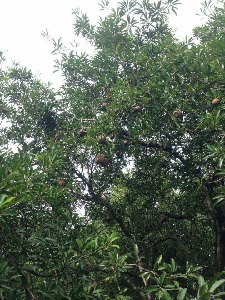 Với mức giá dao dộng từ 10.000 - 30.000 đồng/kg, mỗi ha trồng hồng xiêm ở Tiền Giang cho thu nhập gần 300 triệu đồng/năm. Ảnh: FB Hồng Vân Đặng.