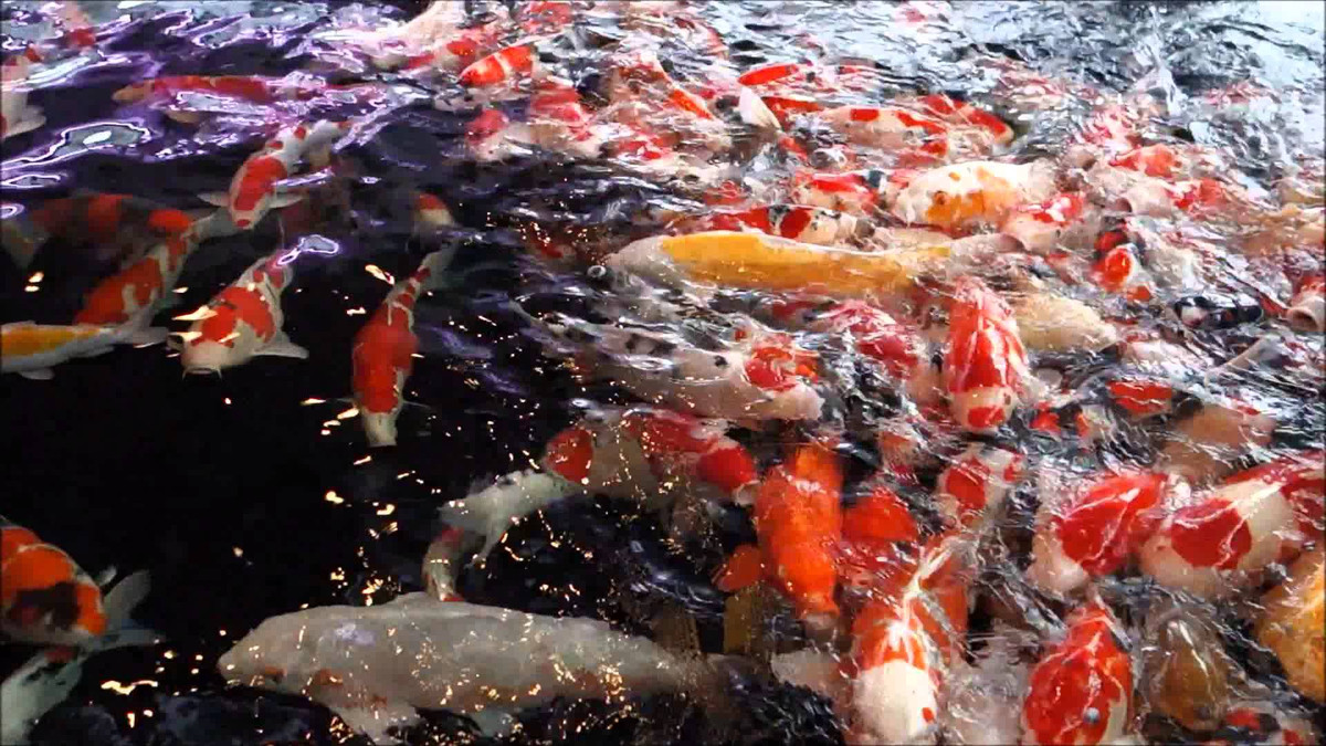 Thành phố Ojiya thuộc tỉnh Niigata được xem là cái nôi khai sinh ra nghề nuôi cá koi ở Nhật Bản. Ảnh: Youtube.