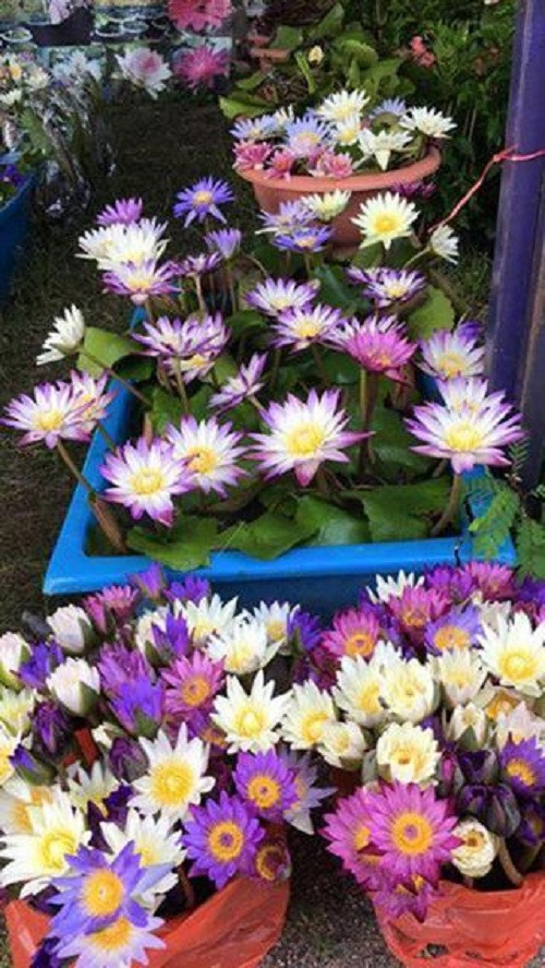 Đặc biệt, giống cây này rất sai hoa, bông to. Ảnh: FB Súng Thái Sen.