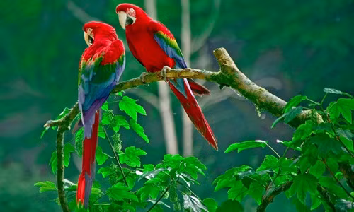 Thêm vào đó còn nhiều loại vẹt như vẹt Nam mỹ, vẹt Úc trắng thông minh...Ảnh: Vuonchimviet.