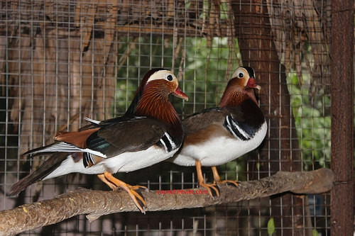 Trang trại của anh Giáp còn có nhiều loại vịt quý hiếm giá vài triệu đồng/con như: vịt uyên ương, vịt vàng, ngỗng trời...Ảnh: Vuonchimviet.