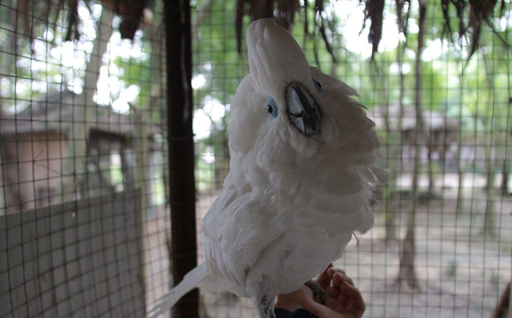 Ước tính, trang trại chim quý của anh Giáp trị giá hàng tỷ đồng. Ảnh: Zing. Video: Chim cổ Hồng Hoàng được nuôi tại Hà Nội. Nguồn: VTC14.