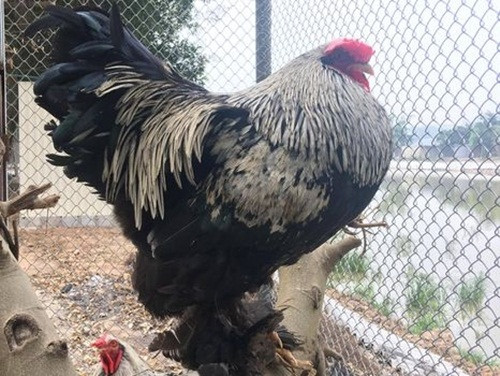 Gà khổng lồ Brahma có thể đạt mức cân siêu “khủng” lên đến 15kg. Ảnh: Vuonchimviet.