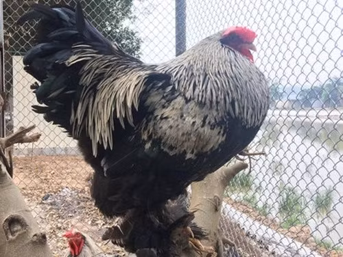 Gà khổng lồ Brahma có thể đạt mức cân siêu “khủng” lên đến 15kg. Ảnh: Vuonchimviet.