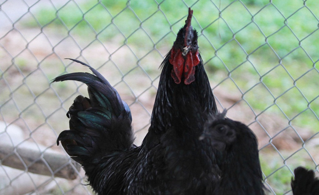Gà đen Indonesia, (còn gọi là gà mặt quỷ) có giá bán tới hơn 2.000 USD/con trưởng thành. Gà con 3 tuần tuổi cũng có giá trên 1,5 triệu đồng. Ảnh: Zing.
