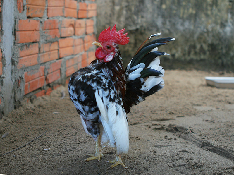 Những con có dáng đẹp, lông màu độc lạ có giá từ 25-30 triệu đồng. Ảnh: Rongbay.