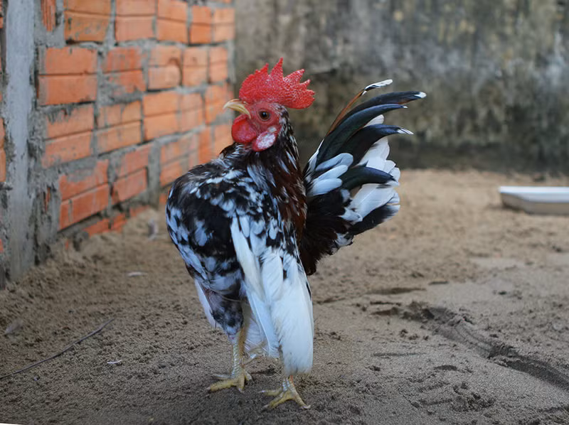 Những con có dáng đẹp, lông màu độc lạ có giá từ 25-30 triệu đồng. Ảnh: Rongbay.