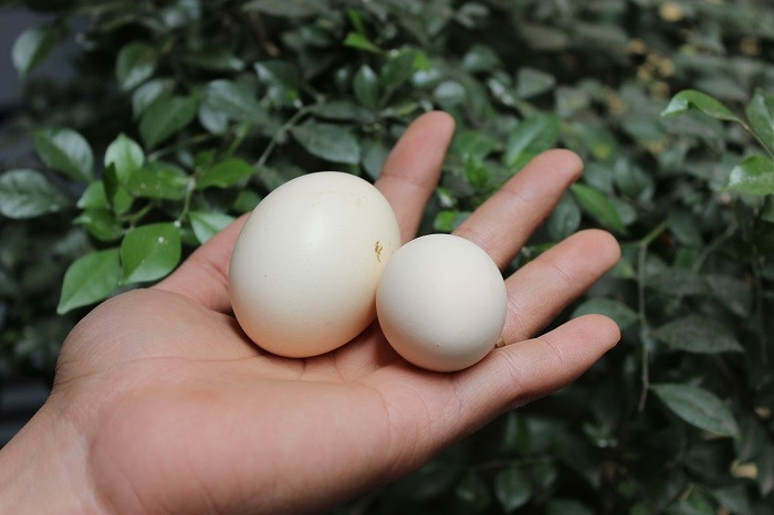 Trứng gà Serama chỉ bằng một nửa trứng gà thường. Ảnh: Doisongphaply.