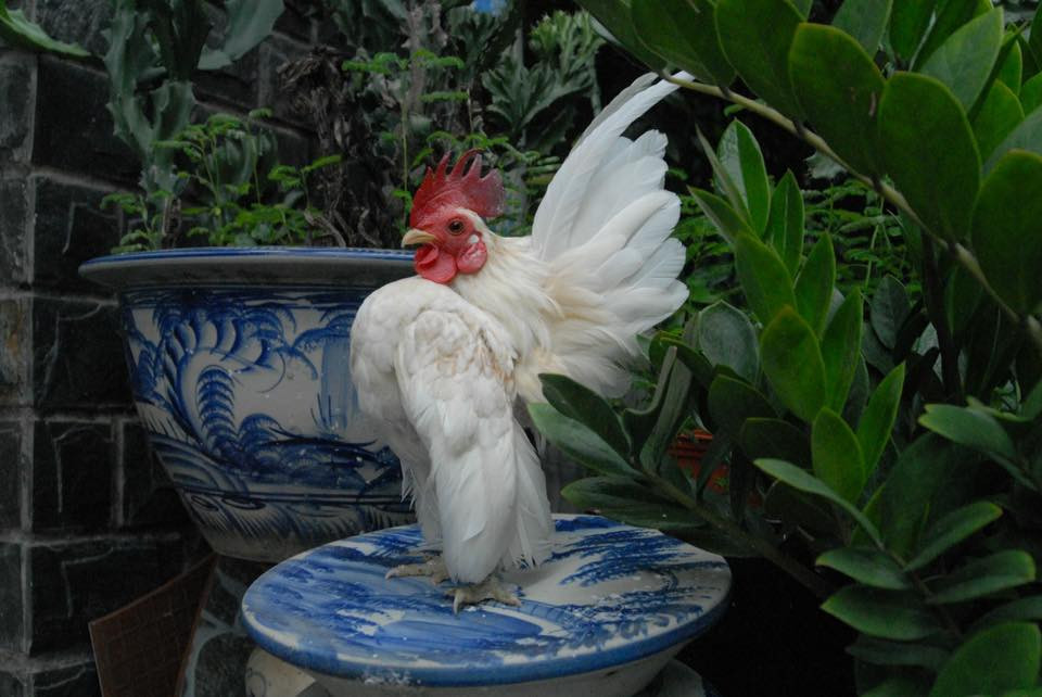 Thức ăn cho gà quý tộc Serama gồm các loại ngũ cốc như kê, thóc, vừng đen, vừng trắng, gạo lức, cám gà con. Thậm chí, nhiều lúc phải có thêm cả vitamin để cho gà khỏe. Ảnh: Youtube.