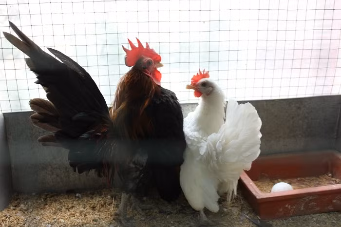 Tuy nhiên, Gà Serama dễ nhiễm các bệnh dịch nên việc chăm sóc mất khá nhiều công sức. Ảnh: Doisongphaply.