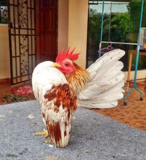 Để tạo và uốn được gà có dáng đứng ưỡn ngực về phía trước, ngay từ khi gà còn nhỏ, người nuôi phải luyện tập cho gà. Ảnh: Gacanhdep.