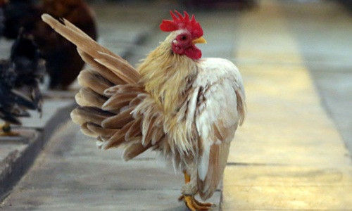 Seram là giống gà rất nhiều lông nên người nuôi phải thường xuyên cắt tỉa lông đuôi để nhìn gọn gàng. Ảnh: Topthegioi.