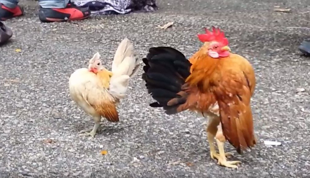 Tại Việt Nam, giống gà cảnh này đang được rao bán từ 3-10 triệu đồng/cặp. Ảnh: Daikynguyen.