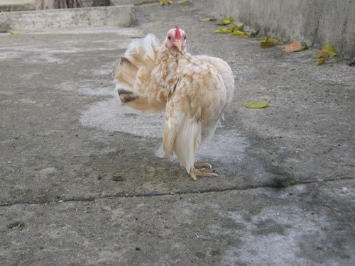 Với tính cách khá dạn người, vẻ đẹp vương giả, ngực ưỡn ra oai phong, những chú gà Serama đã trở thành vật cưng ở nhiều nơi trên thế giới. Ảnh: Sinhvienvietnam.