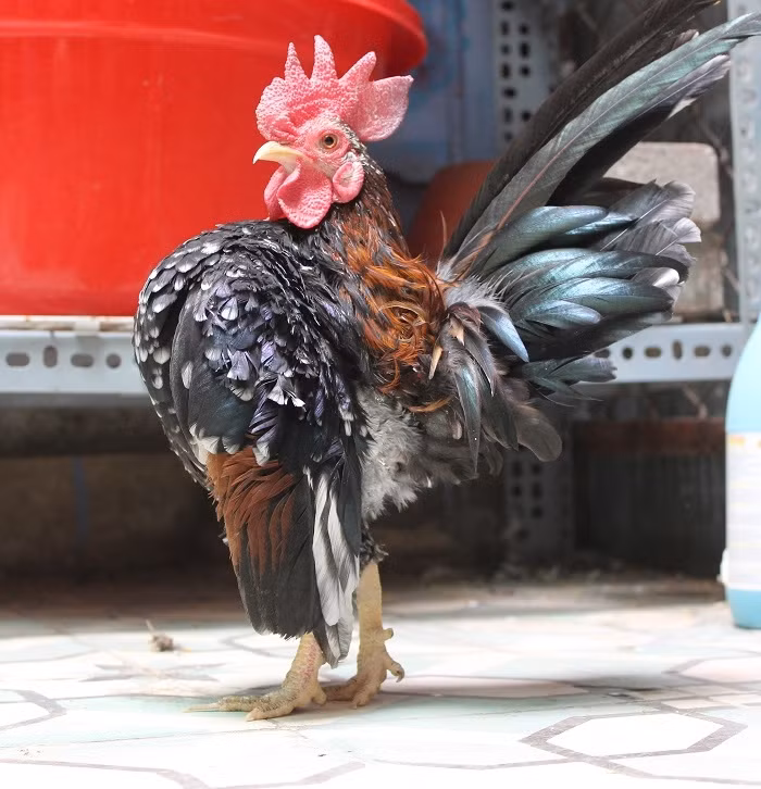 Nha giau Viet “me met” ga quy toc vai chuc trieu/con