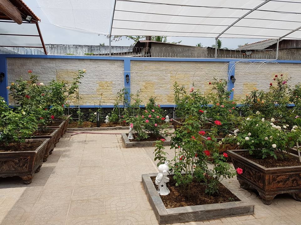 Khoảng sân vườn rộng tới 600m2 giúp chị thực hiện ước mơ ngôi nhà hoa hồng. Ảnh: ĐSPL.