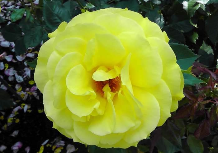 Hồng Friedenspark Hiroshima màu vàng rực rỡ. Ảnh: Botany Boy.