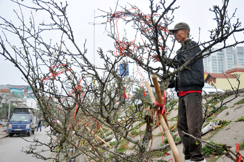Đào đá có thể ra hoa tết cả tháng rồi vẫn có nụ. Ảnh: Danviet.