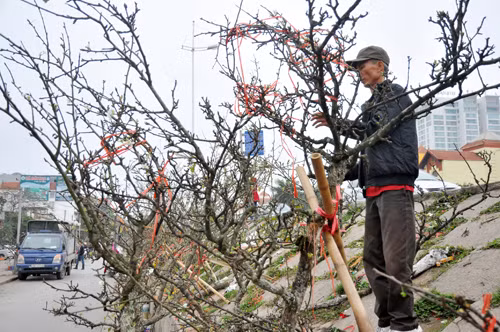 Đào đá có thể ra hoa tết cả tháng rồi vẫn có nụ. Ảnh: Danviet.
