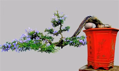 Linh sam dáng huyền. Ảnh: Bonsaiart.