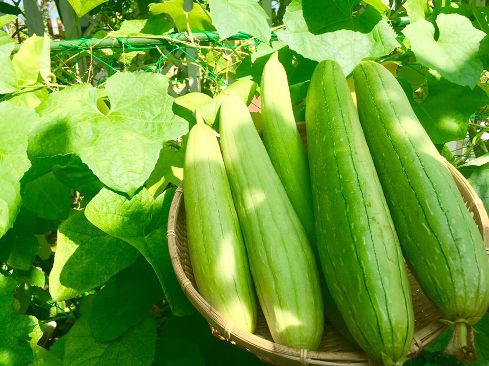 Đủ các loại rau quả khiến ai nhìn cũng ngưỡng mộ. Ảnh: Dân Việt.