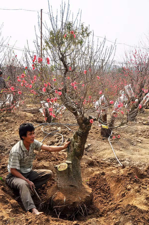 Chú ý, mỗi lần cắt cần hòa phân hữu cơ tưới cho cây. Để tạo thế đào đẹp, tiến hành uốn hoặc buộc cành. Ảnh: Lao động.