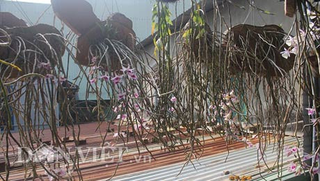 Từng chuỗi giả hạc của anh Nguyễn Thế Bắc chuẩn bị ra bông đồng loạt.