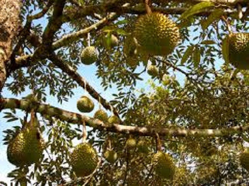 Chính điều đặc biệt này mà sầu riêng Nuan Thong Cha đang có giá đắt nhất trên thị trường 200 Bath/kg (tương đương 145.000 đồng/kg). Ảnh: Eco Daily News.