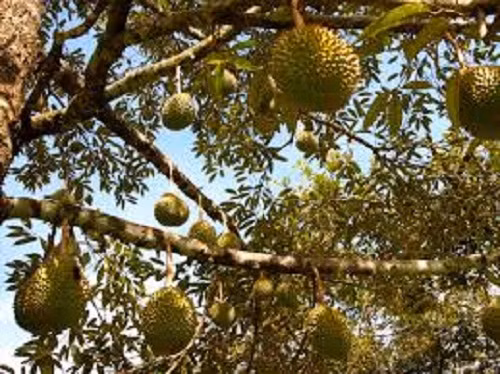 Chính điều đặc biệt này mà sầu riêng Nuan Thong Cha đang có giá đắt nhất trên thị trường 200 Bath/kg (tương đương 145.000 đồng/kg). Ảnh: Eco Daily News.