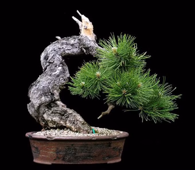 Gốc bonsai thông xù xì, gợi vẻ đẹp cổ kính. Ảnh: Bonsaibark.