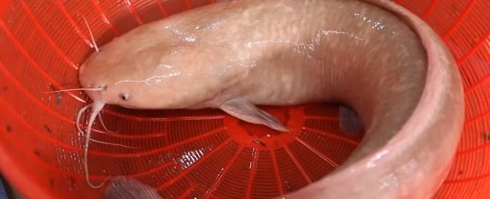 Khi còn nhỏ, cá có màu đỏ đậm. Lớn hơn, màu đỏ của cá nhạt dần, thành màu hồng nhạt khá đẹp mắt. Ảnh: Người đưa tin.