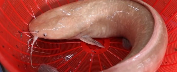 Khi còn nhỏ, cá có màu đỏ đậm. Lớn hơn, màu đỏ của cá nhạt dần, thành màu hồng nhạt khá đẹp mắt. Ảnh: Người đưa tin.