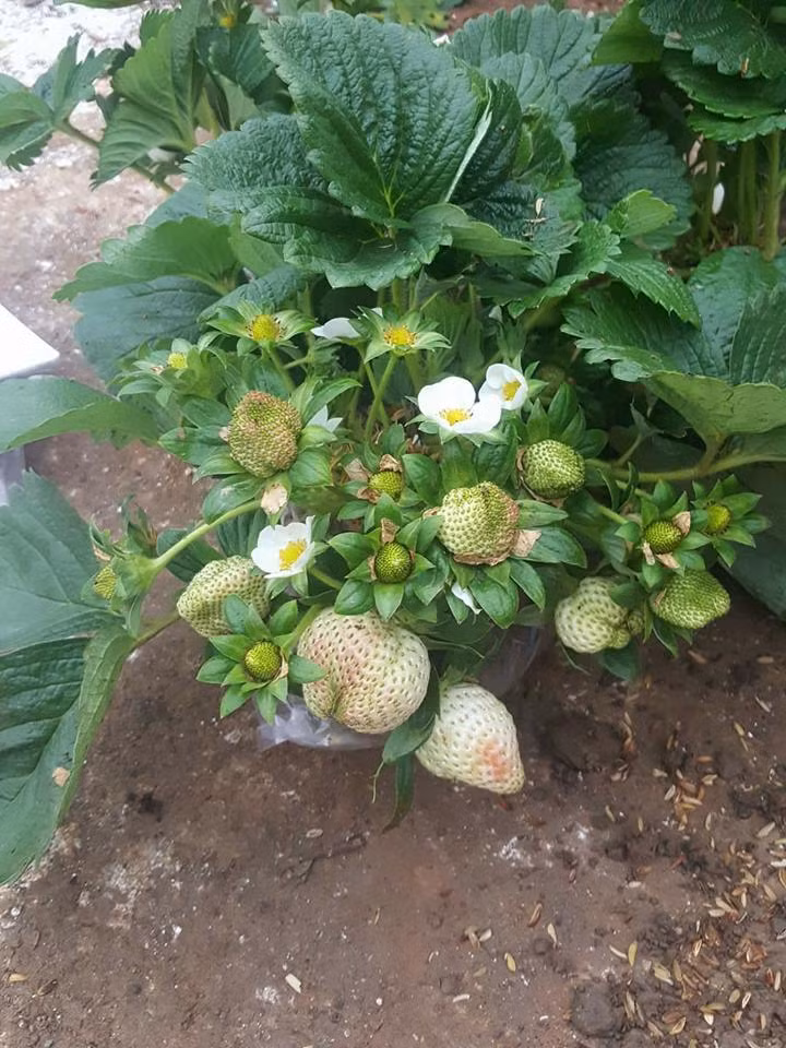 Mỗi chậu dâu tây đưa từ Đà Lạt, Sa Pa về Hà Nội có giá từ 150.000 - 300.000 đồng. Ảnh: FB Hòa Hòa Kòj‎.