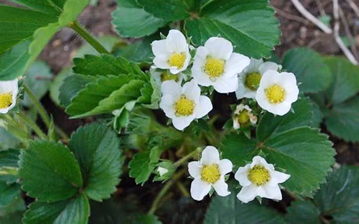 Bên cạnh các loại truyền thống, thị trường hoa Tết năm nay còn có nhiều giống mới đẹp mắt, trong đó phải kể đến hoa dâu tây. Ảnh: VOV.