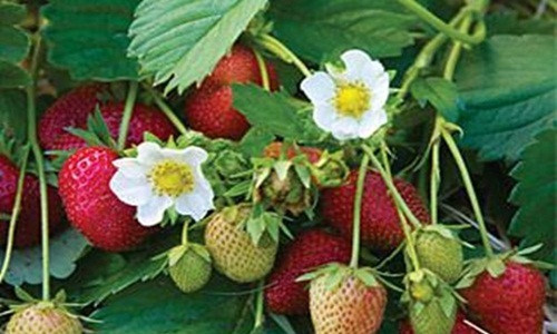 Hoa dâu tây trắng muốt nổi bật trên quả đỏ chín mọng đẹp hút mắt. Ảnh: Shopify.