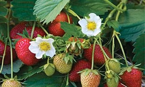 Hoa dâu tây trắng muốt nổi bật trên quả đỏ chín mọng đẹp hút mắt. Ảnh: Shopify.