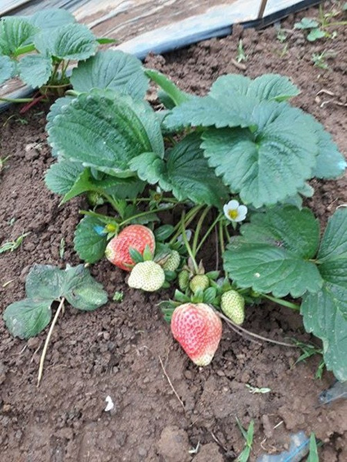 Màu trắng nhẹ nhàng mà thanh tao. Ảnh: Vuontihon.