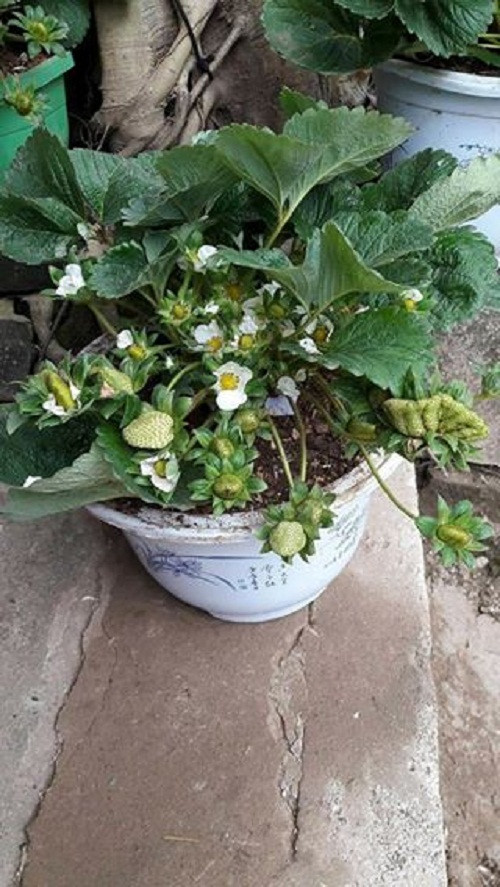 Hoa dâu tây trắng muốt đang trở thành mốt chơi Tết năm nay của nhiều chị em. Ảnh: Ảnh: FB Hòa Hòa Kòj‎.