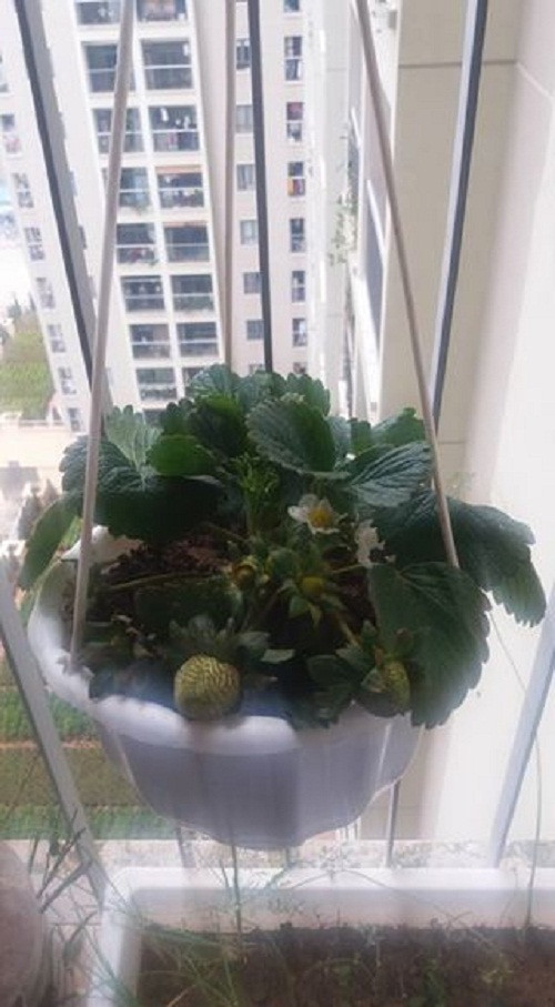  Chậu hoa dâu tây có thể treo ở ban công hoặc để bàn. Ảnh: FB Chu Thi Thu Hang.