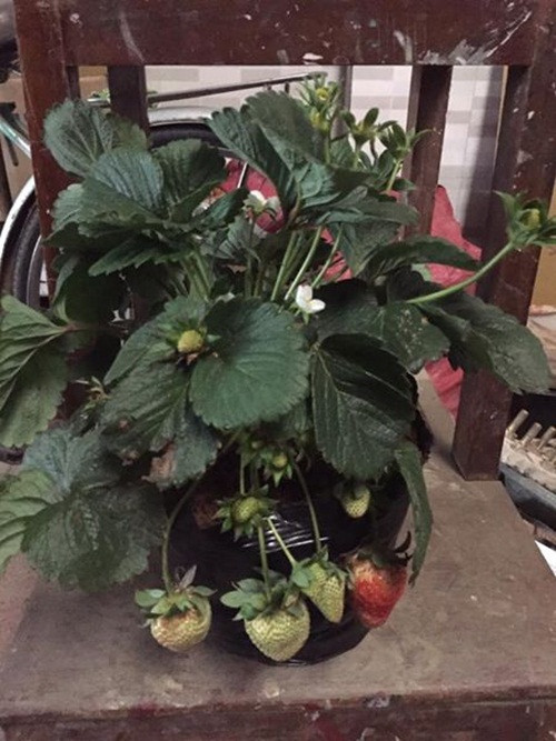 Những chậu dâu tây được nhiều khách hàng lựa chọn vì vừa có thể làm cảnh lại ăn quả. Ảnh: FB Xuân Hoa.